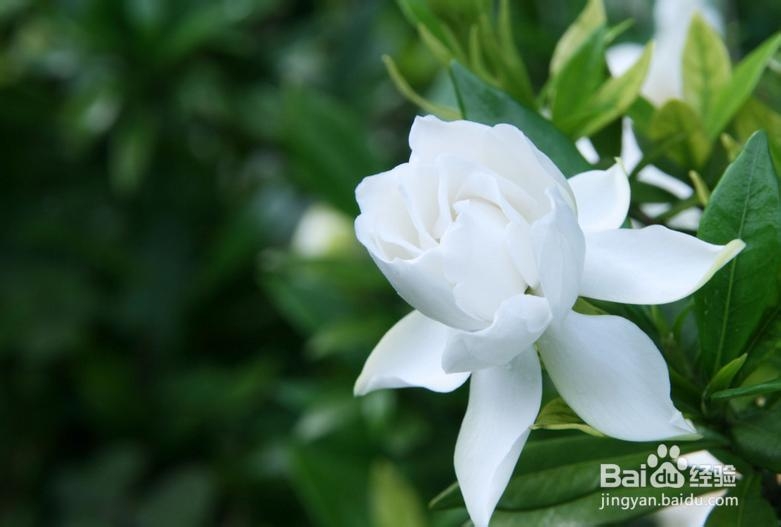 栀子花开——百度美文