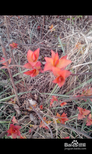 【安卓APP】美图看看新手测评