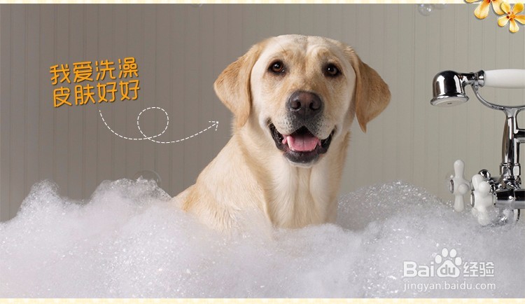 <b>关于狗狗洗澡的一些注意事项!</b>