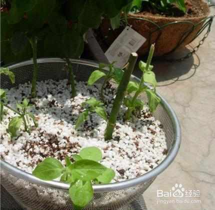 植物扦插指南，随便一根枝就能扦插成活的秘密是什么