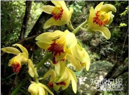 100种兰花品种图鉴，花开瞬间，艳冠群芳！