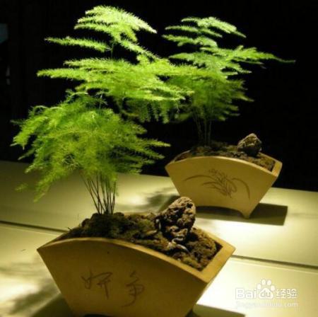 夏天来了,君子兰文竹富贵竹等10种花卉暴晒必死!