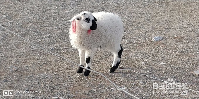 青海湖租摩托车骑行青海湖-青海湖,梦幻般的湖