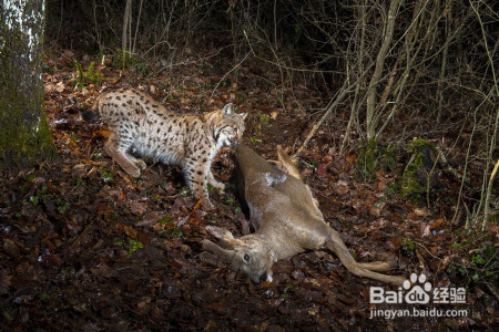 猎豹和欧亚猞猁谁厉害?为什么?