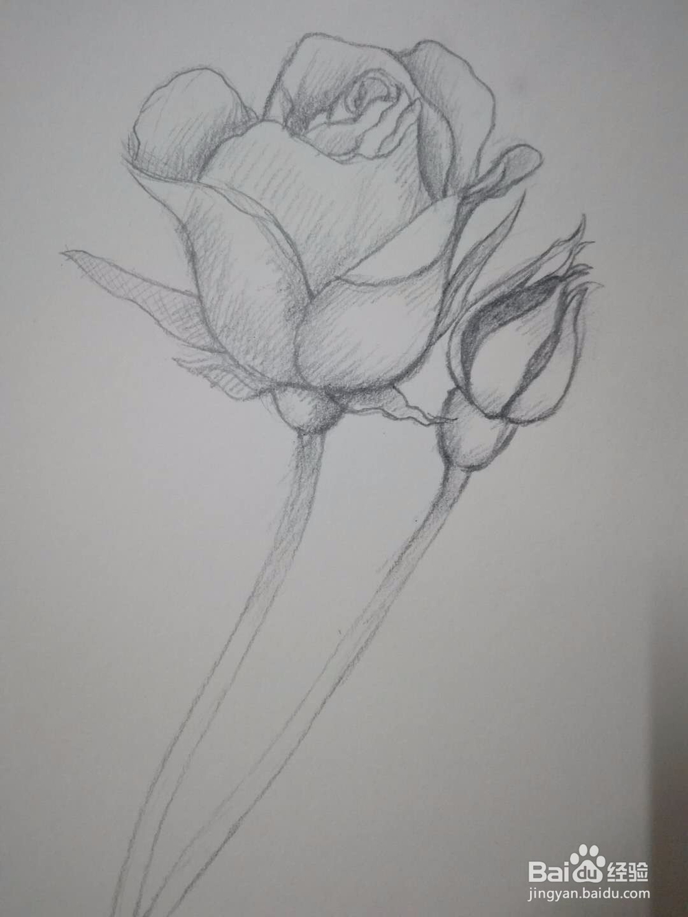 《玫瑰朵朵》手绘素描教程