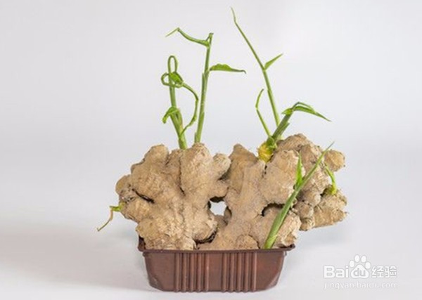 盆栽芰生姜的管理方法
