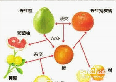 如何挑个好柚子