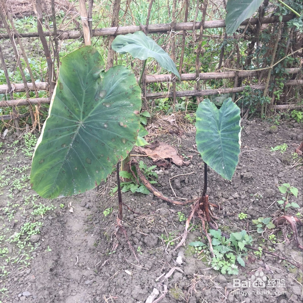 十一月末的时令蔬菜