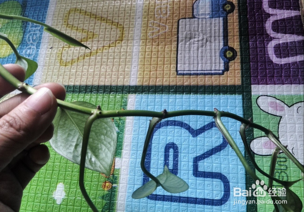 自己种植绿萝，水培绿萝