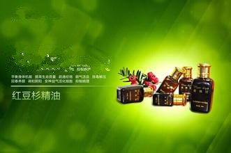 保健养生用好红豆杉