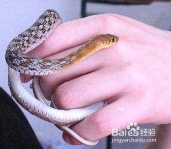 怎样帮助蛇驱除体内寄生虫?