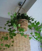 那些吸毒的植物们