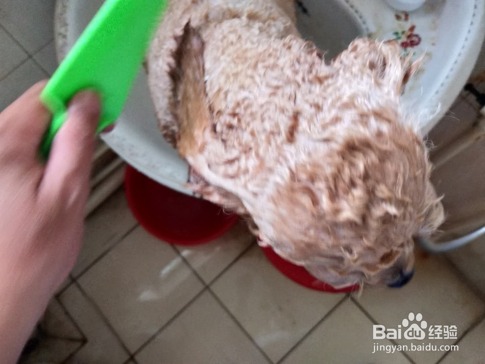 如何为家里的宠物狗洗澡