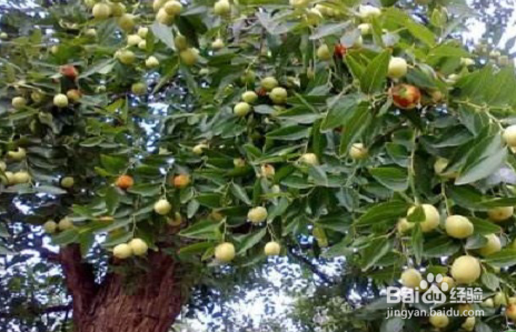 枣树开花怎样提高坐果率