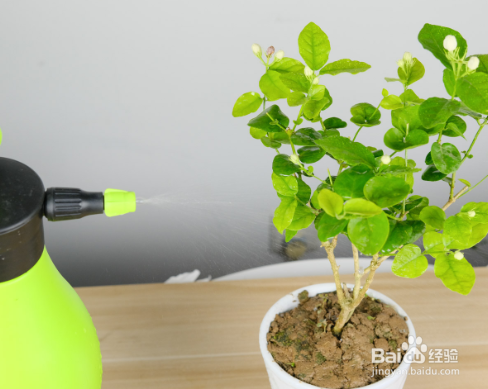 苿利花怎么施肥