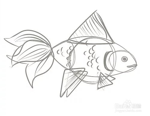 如何画一条金鱼