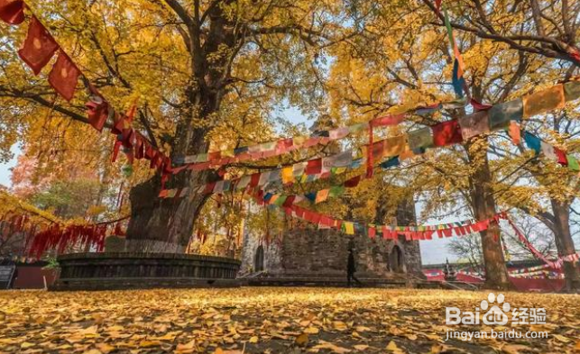 秋色怡人摄影可以拍些啥素材?