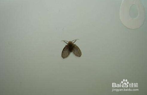 教你几个妙招清除卫生间小飞虫