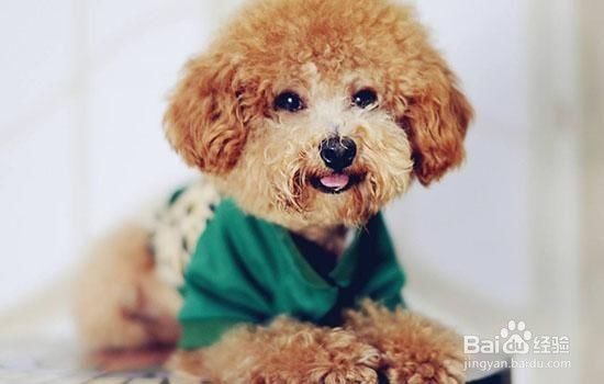 怎么给泰迪犬剪头发