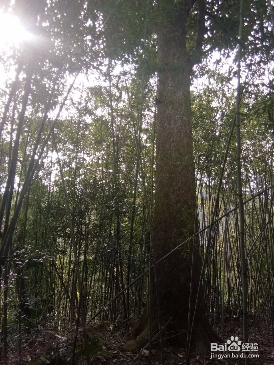 田云青老师旅游景观册编辑方法