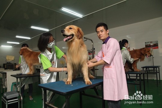 宠物美容师好就业吗