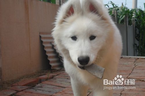 这里介绍几种让萨摩耶多吃狗粮的方法