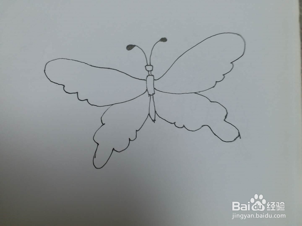 蝴蝶的简笔画2