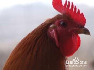 为什么鸡头不能吃吃鸡头有毒吗