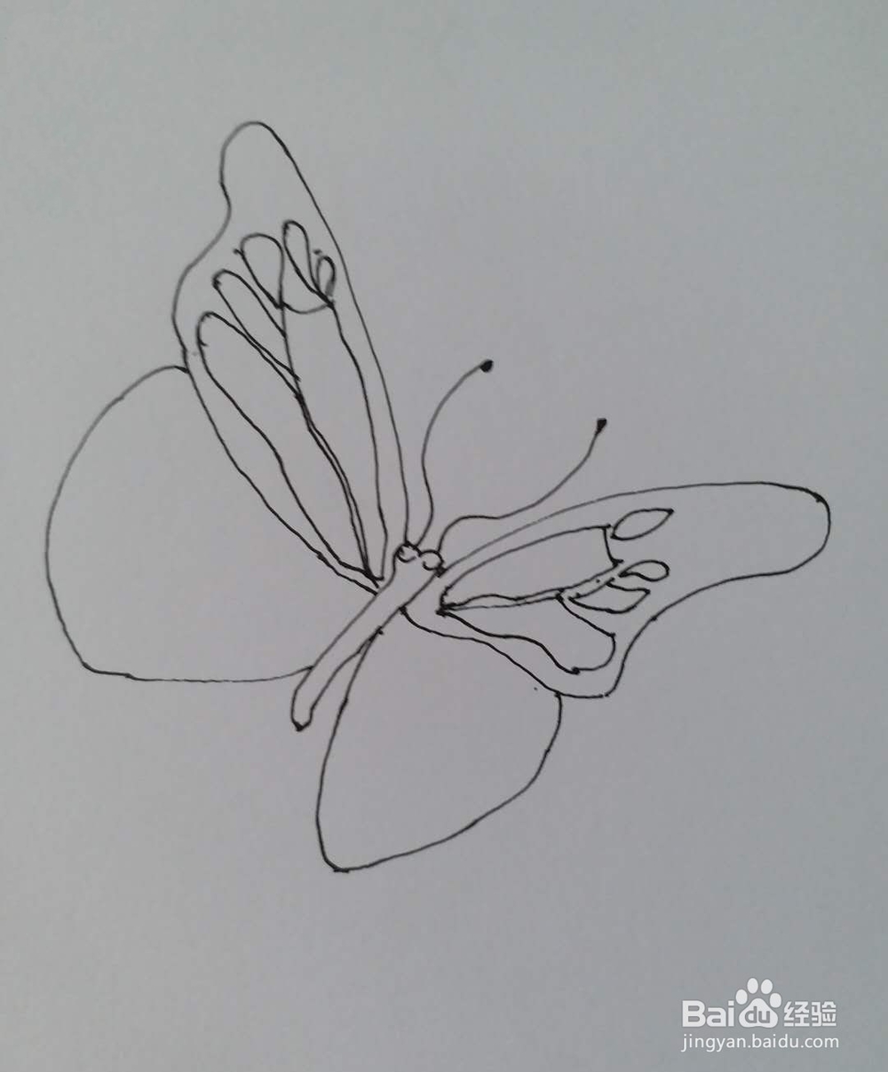 蝴蝶的简笔画1