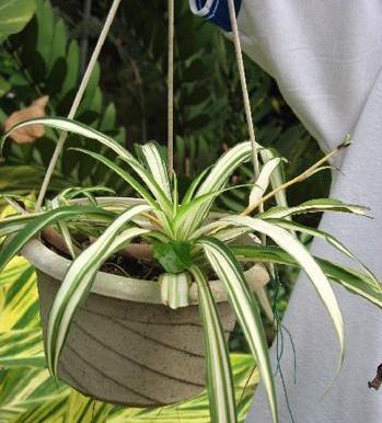 有哪些植物可以清除室内有害物质