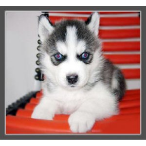 阿拉斯加和哈士奇的外形区别