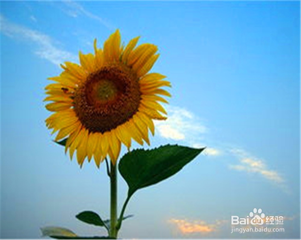 怎么走出失恋的痛苦