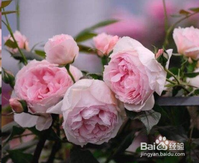 蓝妖：不可错过的经典灌木月季品种介绍