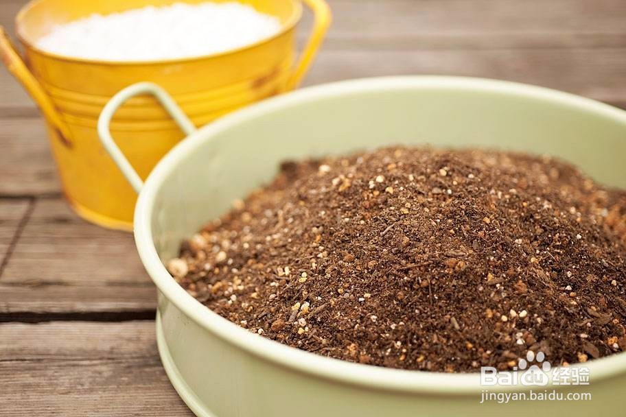 富贵满堂花怎么养