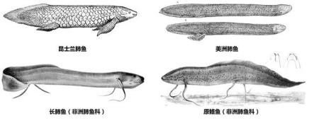 肺鱼这种不吃不喝冬眠四年的功夫，人类为什么不学一学？