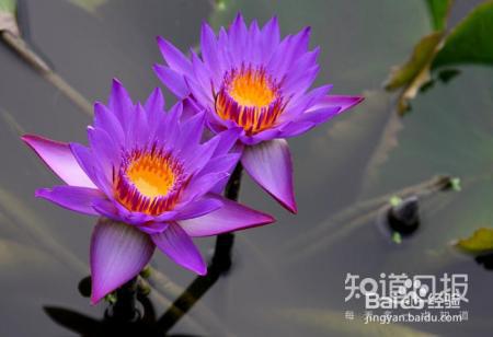 比金子都贵的花，真是大开眼界！