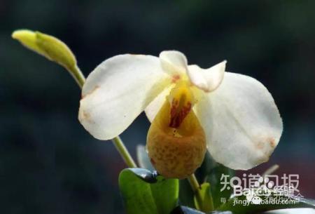 100种兰花品种图鉴，花开瞬间，艳冠群芳！