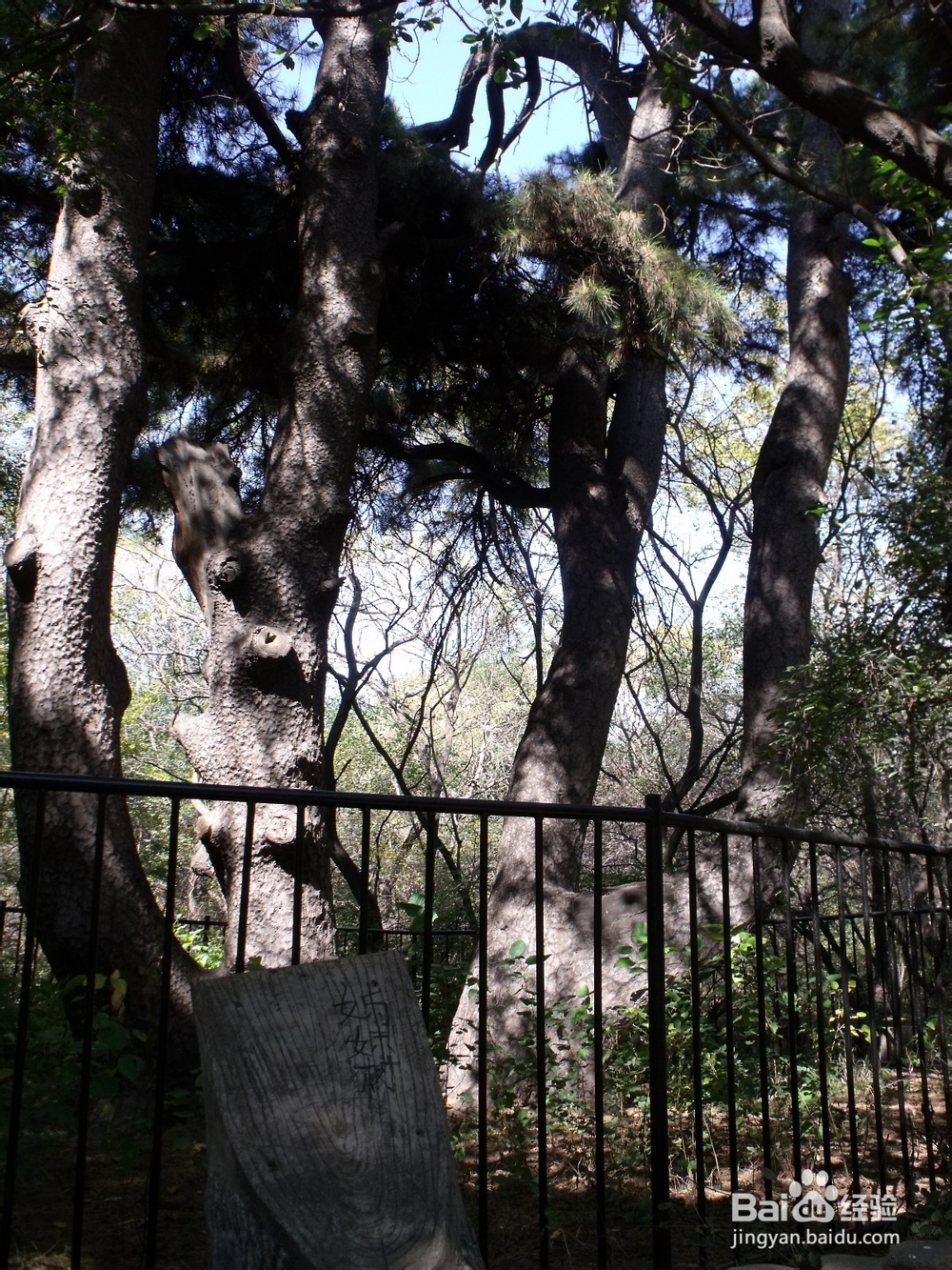 如何探寻沈阳北陵公园的古松群（神树）