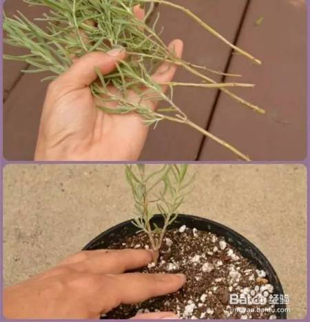 她把这个丢进花盆,植物不发黄不干枯多养好几年