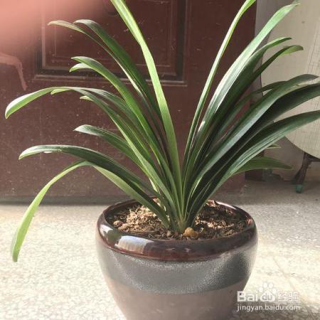 君子兰冬天就得这么养,不烂根、不黄叶,开花几十朵!