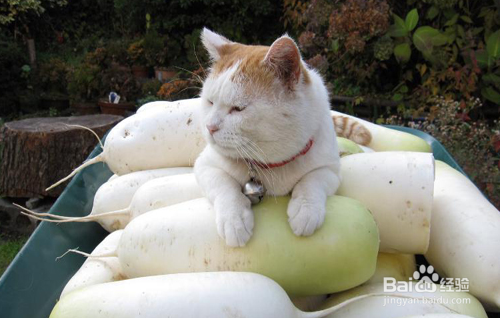 怎样做生活中的主人