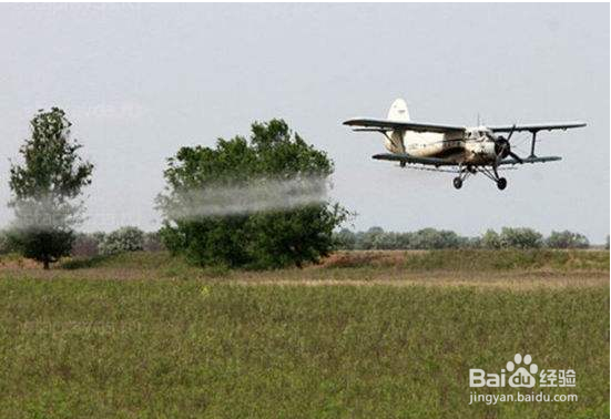 蝗虫的天敌是什么？