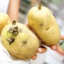 哪些食物自带有毒物质