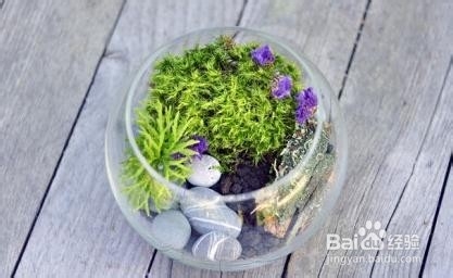 DIY迷你苔藓盆景 常绿小世界