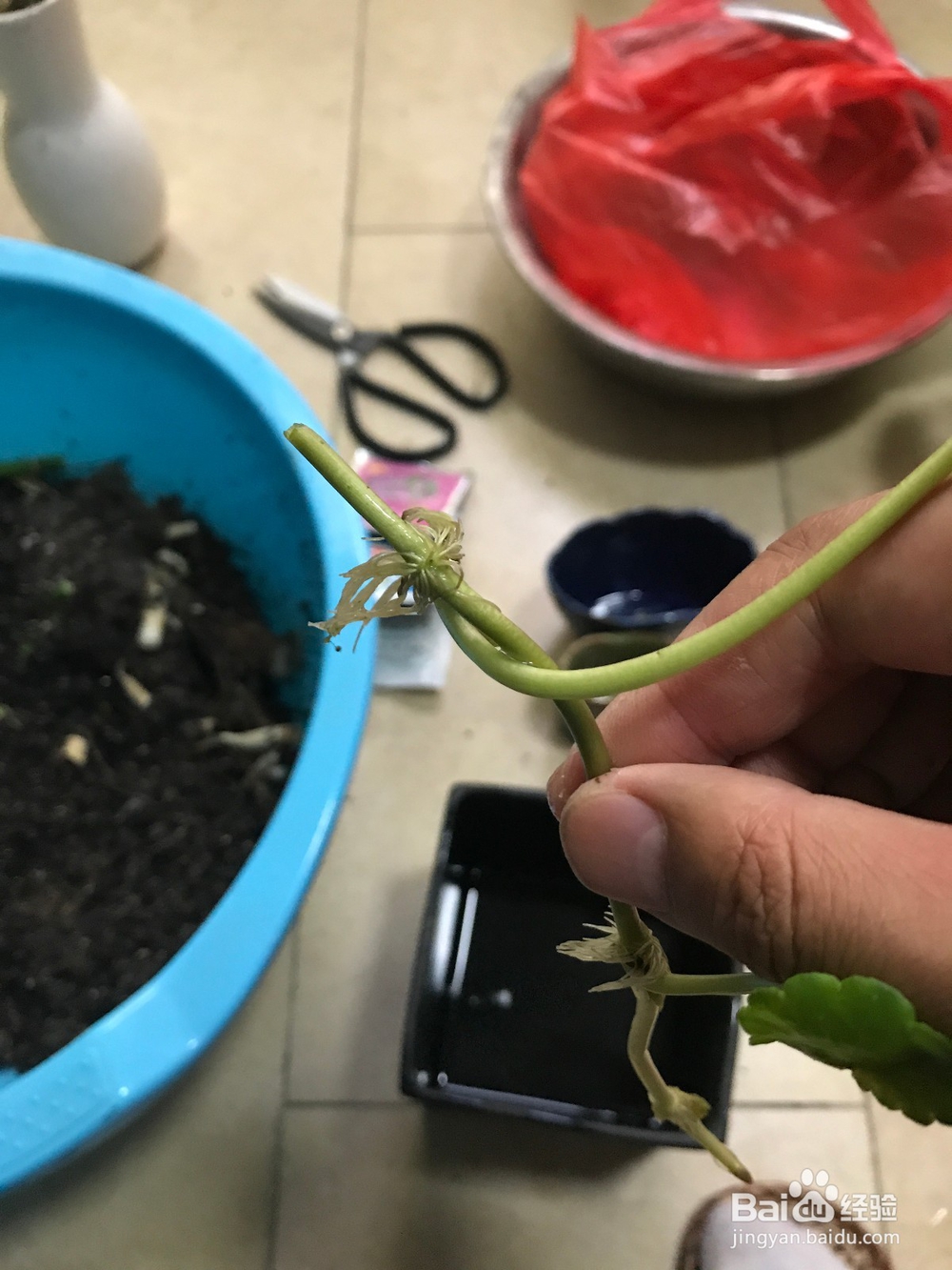铜钱草怎么繁殖