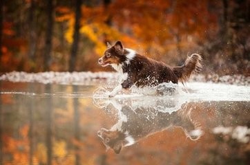 狗狗腿瘸怎么办？