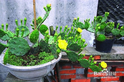 独特的几种“花”的花语
