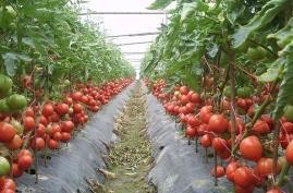 番茄常用整枝方法介绍