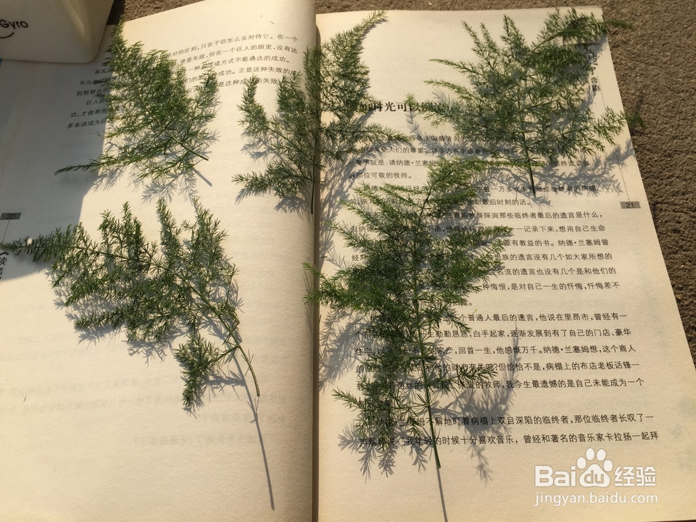 如何养好常见植物文竹