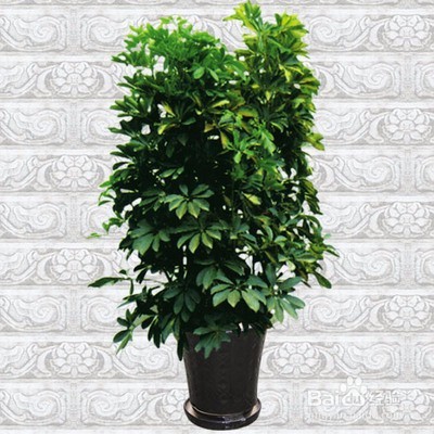 小叶发财树的养护与繁殖